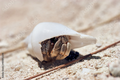 Canvas Print Macro shot of small hermit crab with white shell in the sand of the archipelago