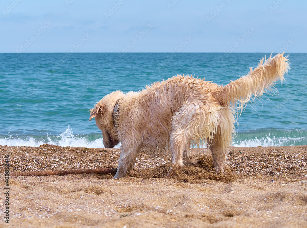 White golden labrador retriever dog on the beach White golden labrador retriever dog on the beach