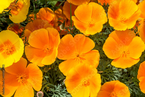 Wallpaper Mural California Poppy (Eschscholtzia californica) in garden Torontodigital.ca