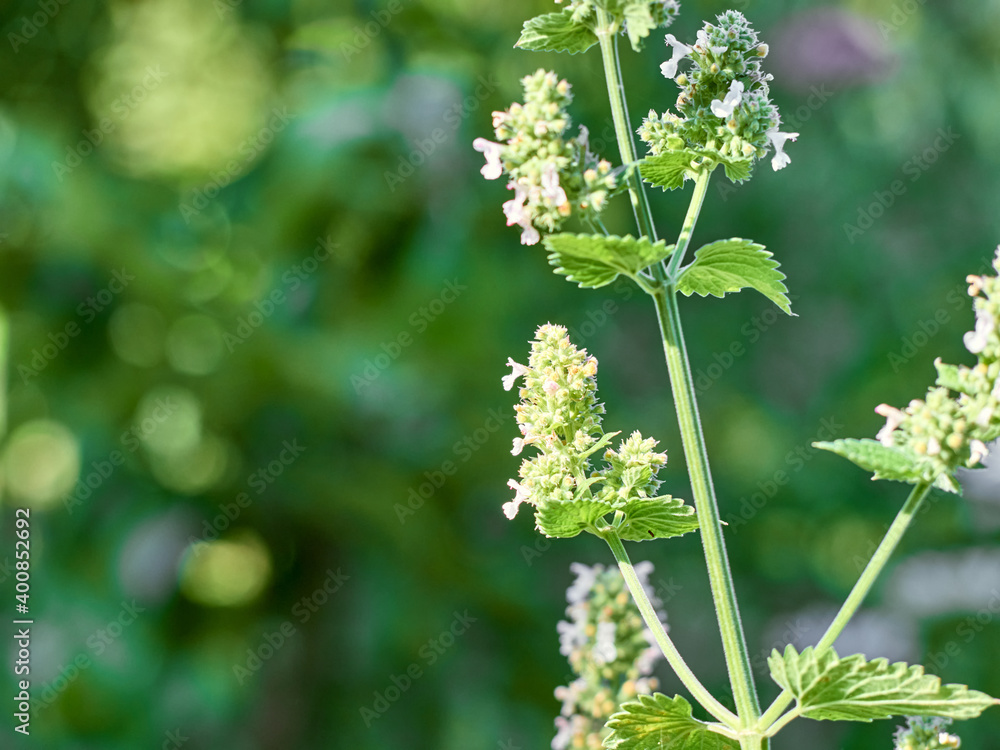 Catnip Nepeta Cataria flowers in the garden.