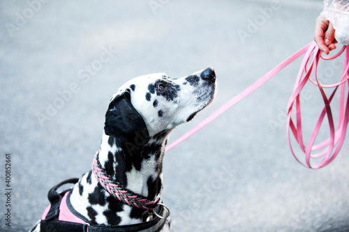 Dalmatian dog with pink pet leash at park