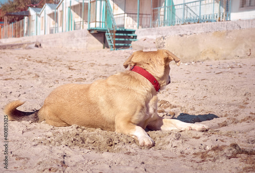 Active dog playing on the beach © Kulbabka