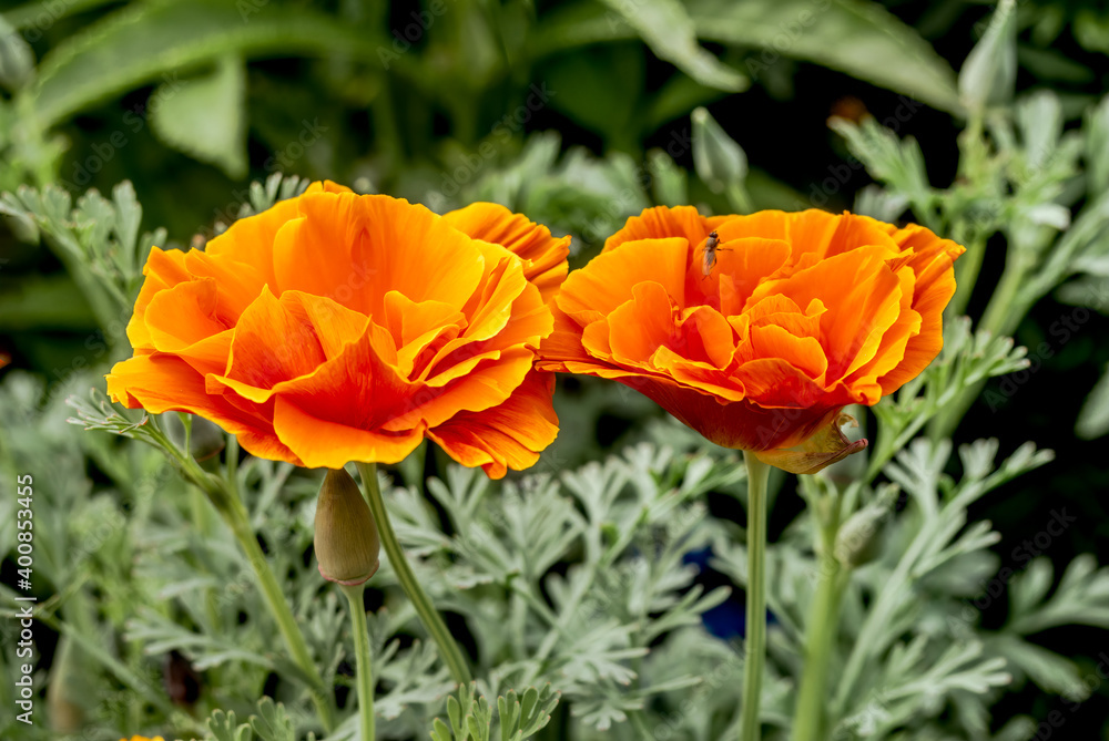 California Poppy (Eschscholtzia californica) in garden California Poppy (Eschscholtzia californica) in garden
