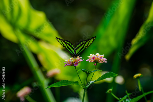 Vendée, France: On Noirmoutier Island, a Siproeta stelenes, green and black butterfly on a flower taken at Butterfly Island, La Guérinière.
