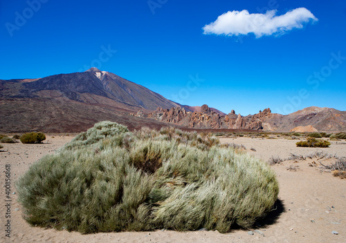 Spain, Santa Cruz de Tenerife, Teide white broom (Spartocytisus supranubius) growing in Teide National Park with Mount Teide in background photo