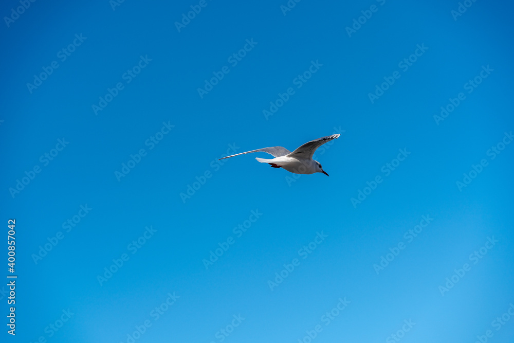 Obraz premium White seagull flies in the blue sky, seagull flies flying bird
