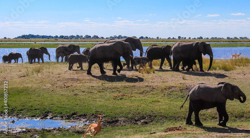 Manada elefantes. Manada elefantes paseando en parque nacional Chobe.. photo
