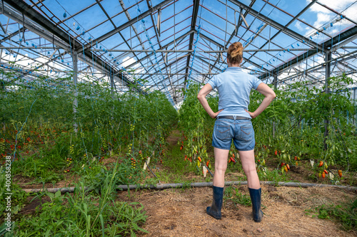 A farmer inspects a crop of tomatoes in a greenhouse on an organic farm