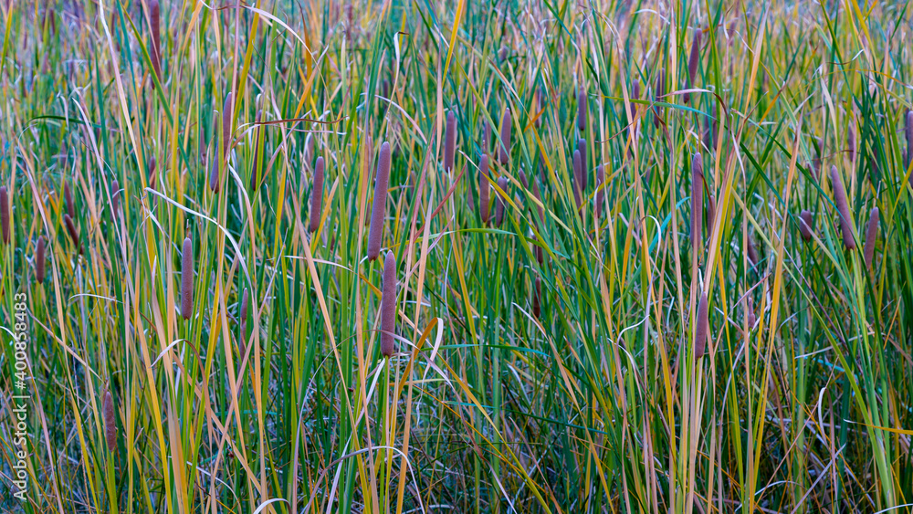 Obraz premium Zion national Park in Fall colors, Utah Landscapes.