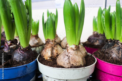 bulbous plants. hyacinth bulbs in flower pots