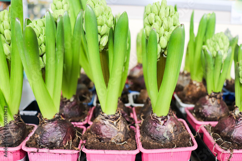 bulbous plants. hyacinth bulbs in flower pots