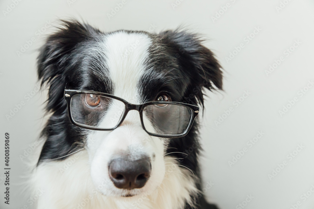 Fototapeta premium Funny studio portrait of smiling puppy dog border collie in eyeglasses isolated on white background. Little dog gazing in glasses. Back to school. Cool nerd style. Funny pets animals life concept.