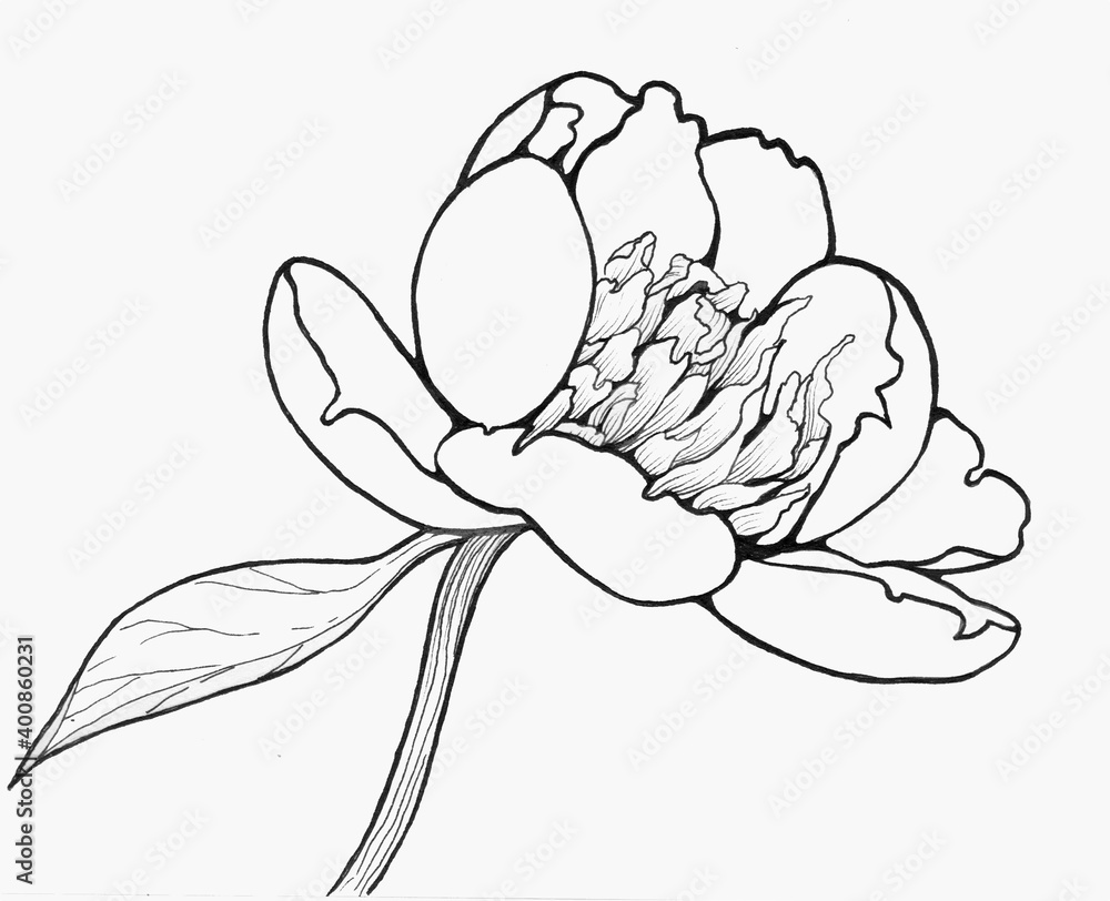 Fototapeta premium Peonies - flowers and leaves on a white background. Ink.Use printed materials, signboards, posters, postcards, packaging.