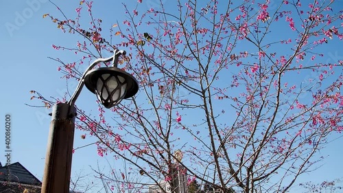 Pink leafs tree in Taiwan. High angle, parallax movement, slow motion, HD. photo