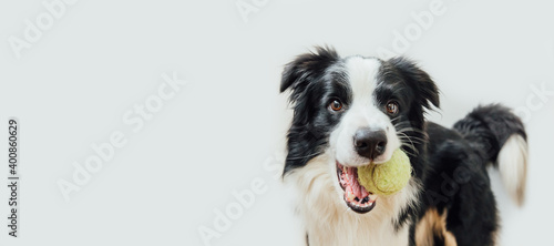 Funny portrait cute puppy dog border collie holding toy ball in mouth isolated on white background. Purebred pet dog with tennis ball playing with owner. Pet activity concept. Copy space, banner © Юлия Завалишина