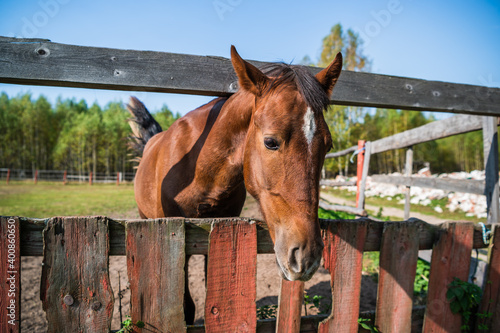 The head of a chestnut horse over the fence of the paddock on the farm.