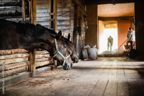 In the wooden stable, the horses stand in their stalls and wait to be fed. © Anna Kosolapova