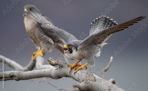 Peregrine Falcons in New Jersey 
