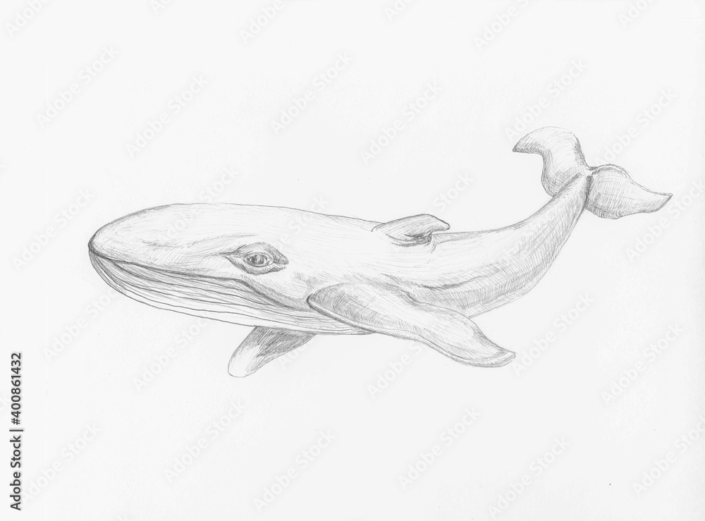 Hand drawn whale illustration. Single whale on white background. Graphic sketch. Element for design. Clip art. Hand drawn whale illustration. Single whale on white background. Graphic sketch. Element for design. Clip art.