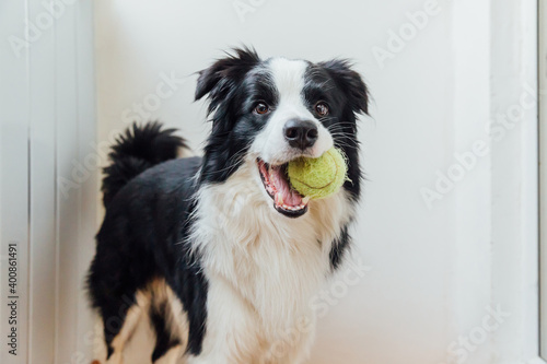 Funny portrait of cute smiling puppy dog border collie holding toy ball in mouth. New lovely member of family little dog at home playing with owner. Pet care and animals concept. © Юлия Завалишина
