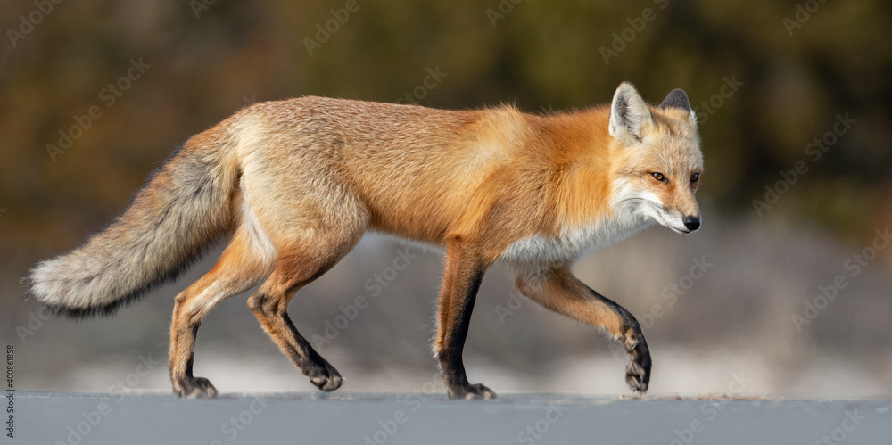 Obraz premium Red Fox Portrait
