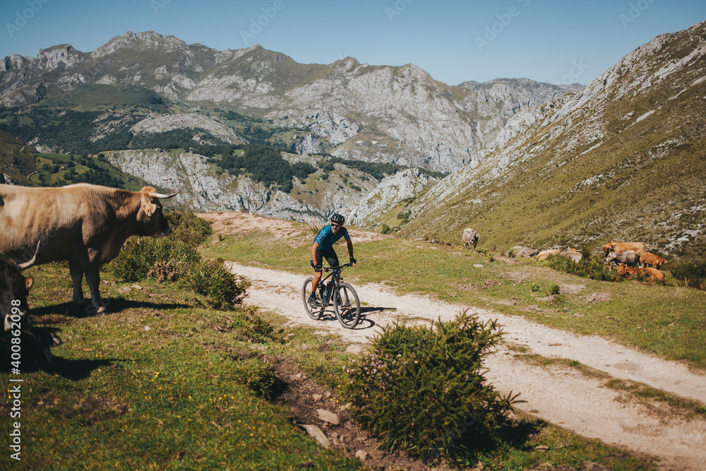 Male cyclist riding mountain bike by cow, Picos de Europa National Park, Asturias, Spain Male cyclist riding mountain bike by cow, Picos de Europa National Park, Asturias, Spain