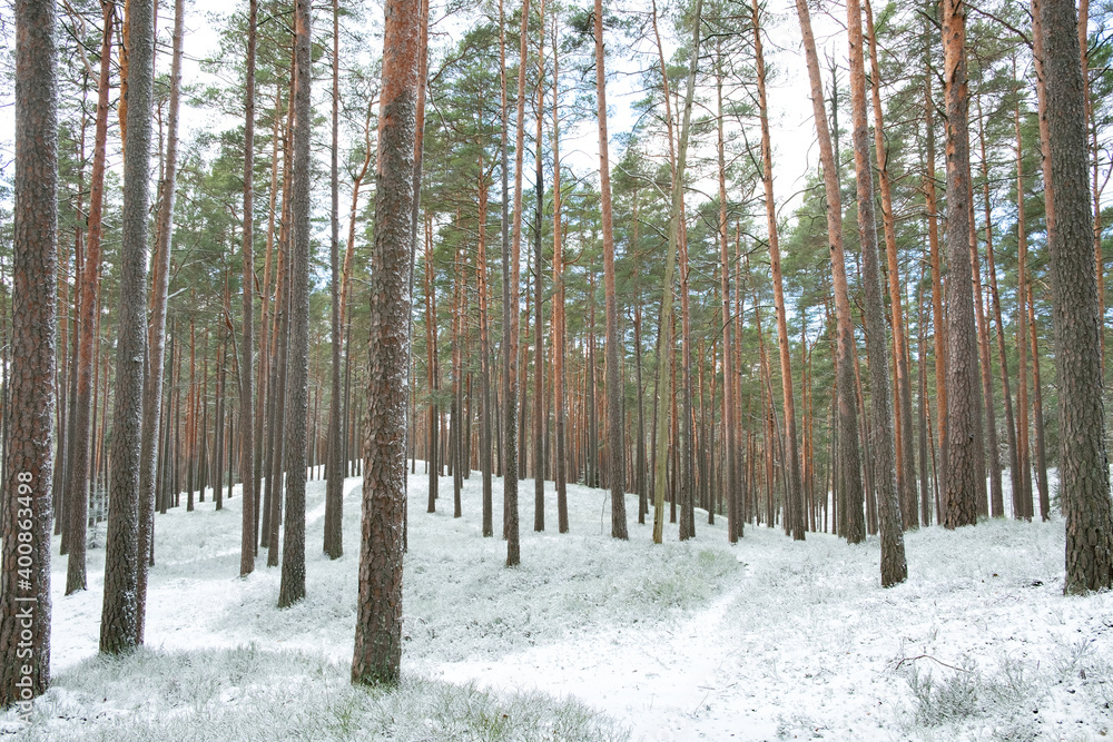 Naklejka premium Snowy road in a forest during winter in Northern Europe