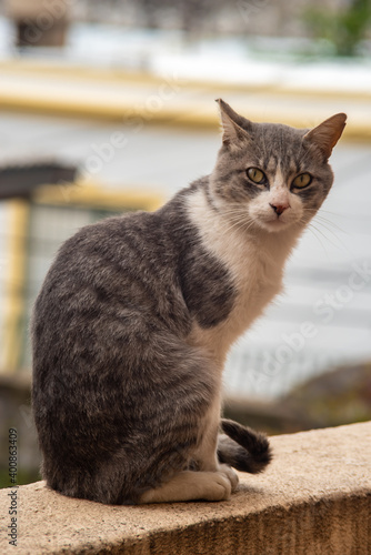 Grey and white cat standing on a wall