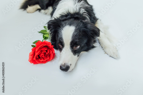 Fototapeta Naklejka Na Ścianę i Meble -  St. Valentine's Day concept. Funny portrait cute puppy dog border collie lying down with red rose flower isolated on white background. Lovely dog in love on valentines day gives gift.