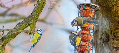 Canvas Print The Eurasian blue tit (Cyanistes caeruleus) birds in winter garden