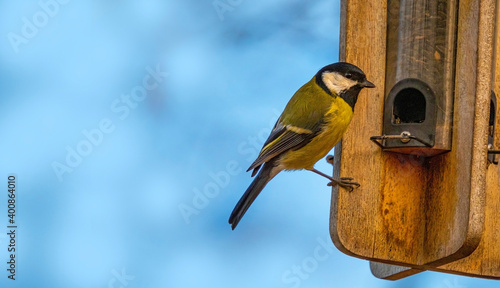 great tit (Parus major) bird eating seed from bird feeder