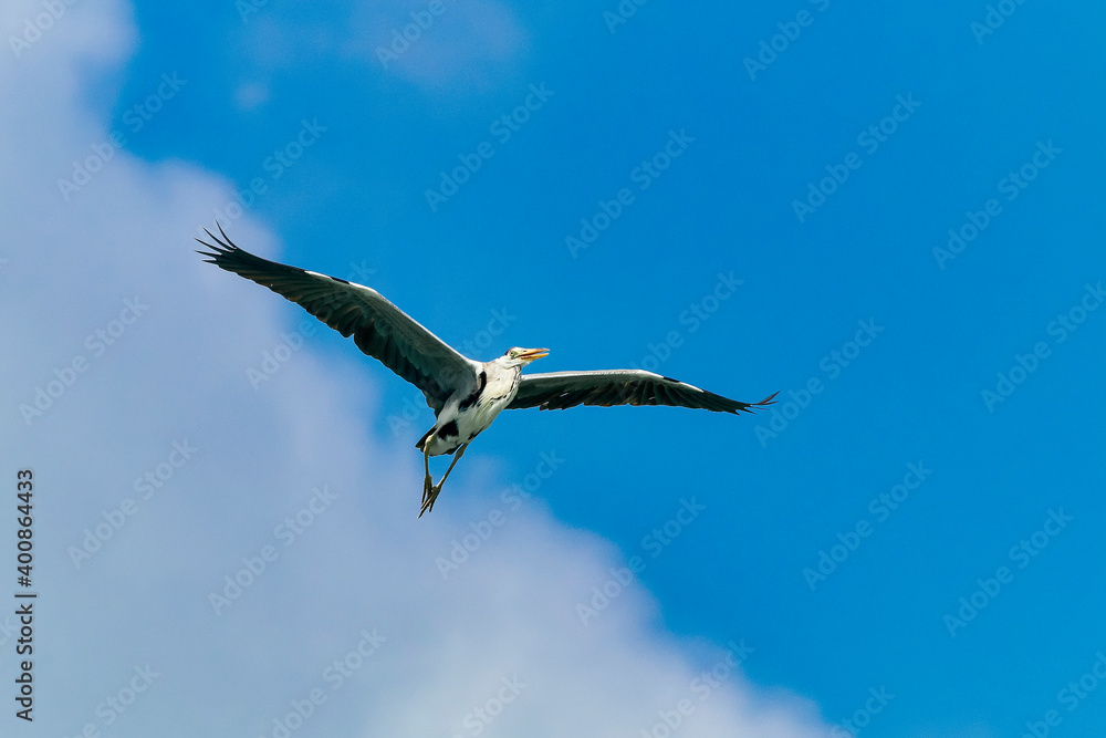 Heron flying in sky at Huraa Island at Maldives Heron flying in sky at Huraa Island at Maldives