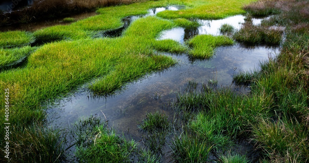 Grassy Mounds in the Marsh