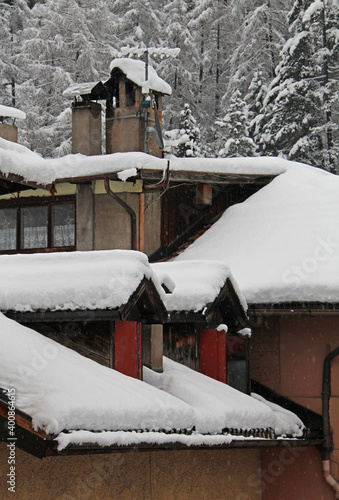 abbaini nella neve (Cavalese, Val di Fiemme, Trentino) photo