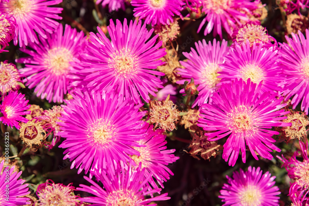 Closeup of purple flowers - full frame - texture Closeup of purple flowers - full frame - texture