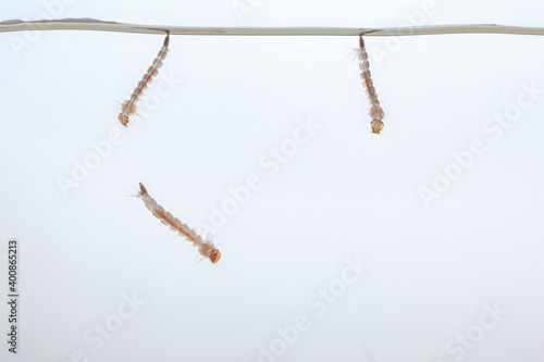 Mosquito larvae in the water - small animal that causes tropical diseases on white background
