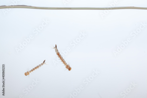 Mosquito larvae in the water - small animal that causes tropical diseases on white background