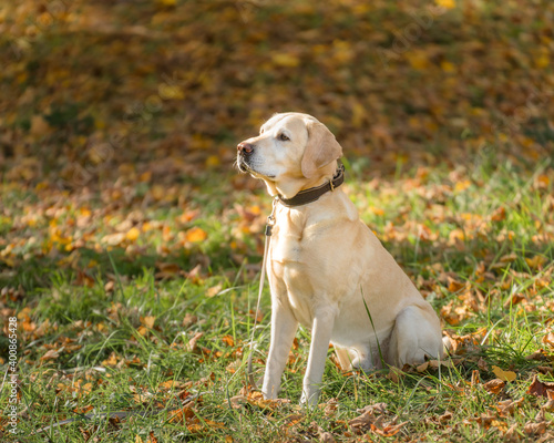 Labrador Retriever in park during autumn photo