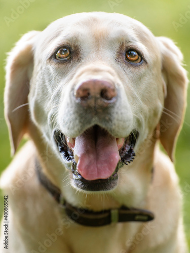 Portrait of Labrador Retriever panting photo