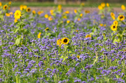 phacelia and sunflowers as bee pasture on a field near Hiltenfingen photo