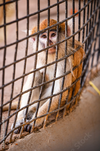 Photography View of monkey in the cage