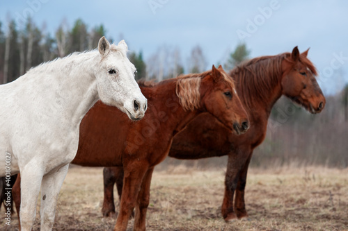 Three horses standing together on the field 