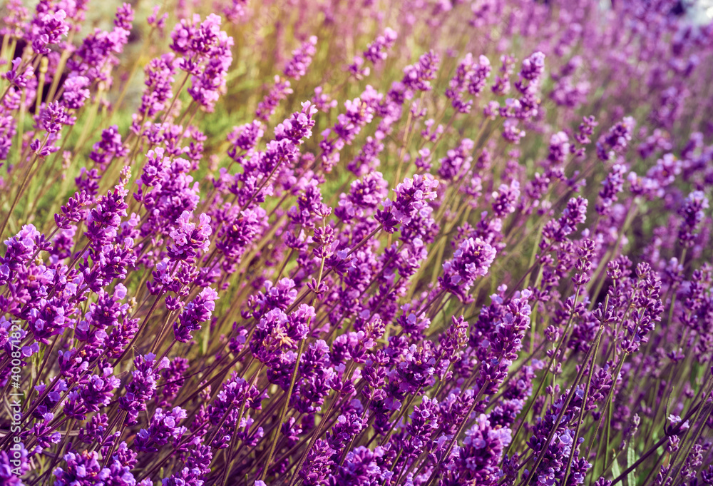 Fototapeta premium Lavender flowers in flower garden.
