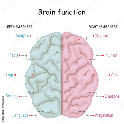 Brain function. left analytical and right creative of Cerebral hemispheres.