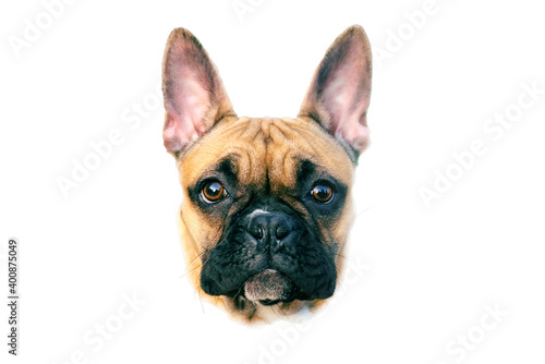 Head dog french bulldog closeup Isolated on white background. Portrait of animal, dog