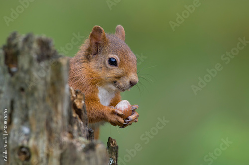 Close-up of squirrel holding nut on branch photo