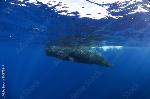 Sperm whale near the surface. Group of whales. Snorkeling with the whales. Marine life in Indian ocean. 