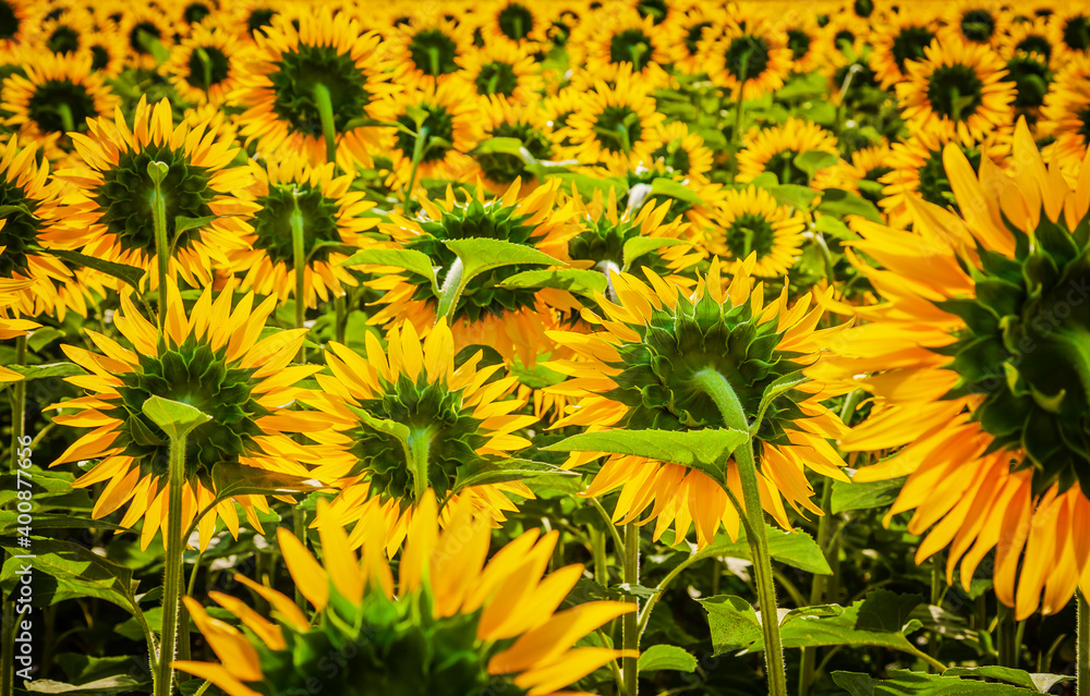 Huge field of blooming sunflowers in Provence, France Huge field of blooming sunflowers in Provence, France