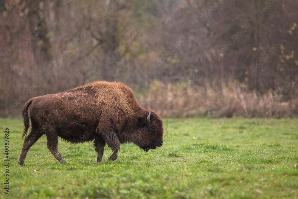 European bisonÔøΩ(BisonÔøΩbonasus)ÔøΩin field European bisonÔøΩ(BisonÔøΩbonasus)ÔøΩin field