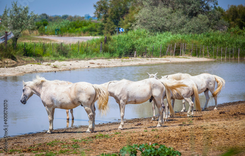 Famous horses of the Camargue, France